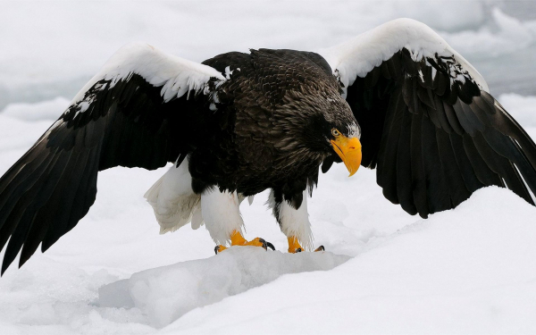 Белоплечий орлан на снегу