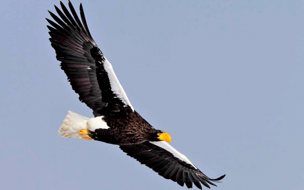 Белоплечий орлан