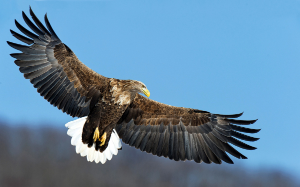 Белохвостый орлан в полете