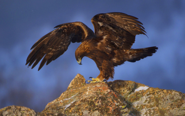 Беркут в горах