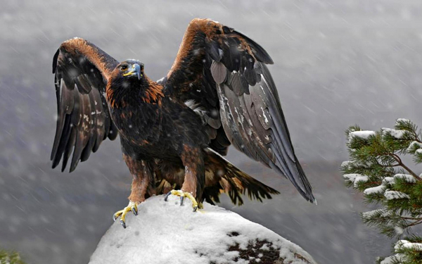 Хищная птица беркут