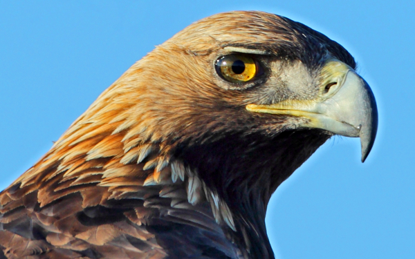 Голова беркута