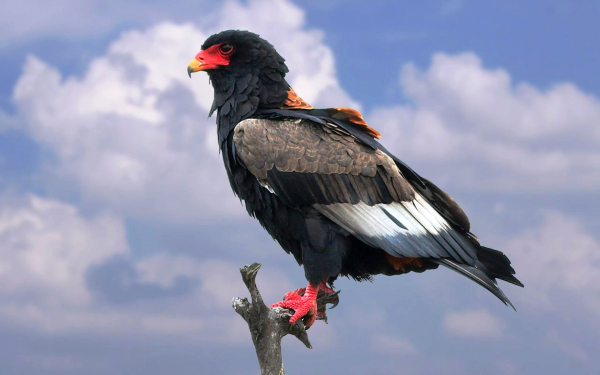 Орел скоморох