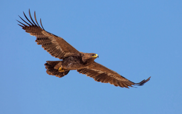 Орел в небе