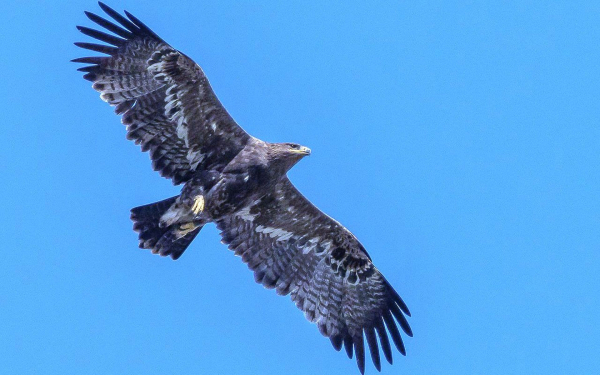 Орел в синем небе