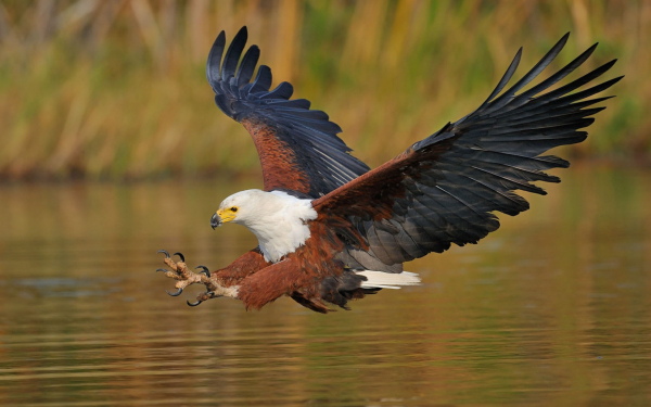 Орлан крикун ловит рыбу