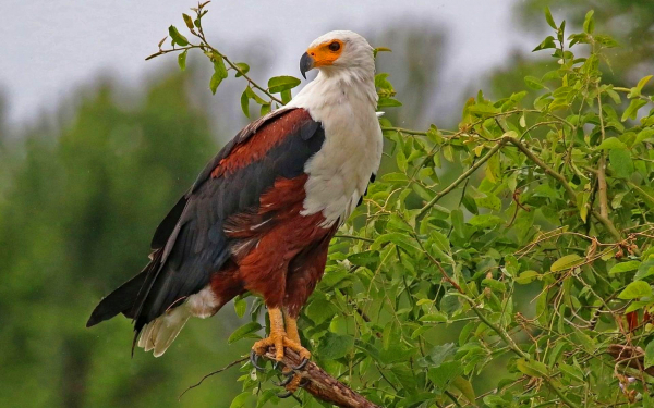 Орлан крикун на дереве