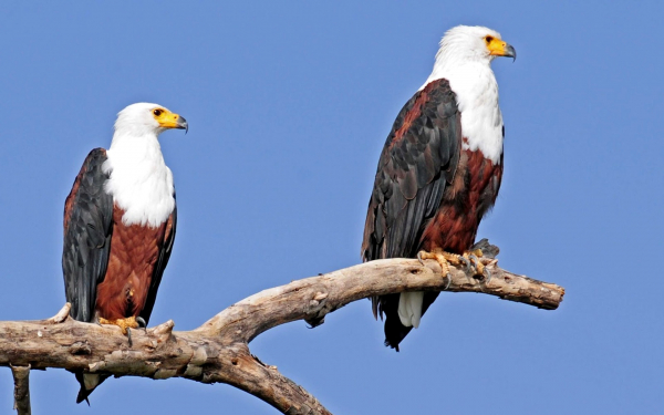 Орланы крикуны