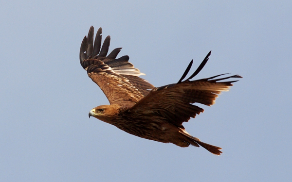 Подорлик в полете