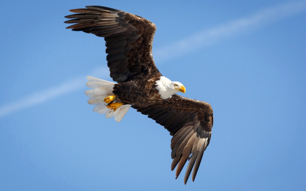 Полет белоголового орлана