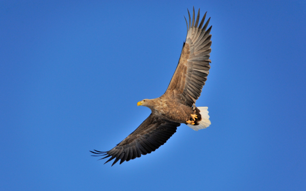 Полет белохвостого орлана