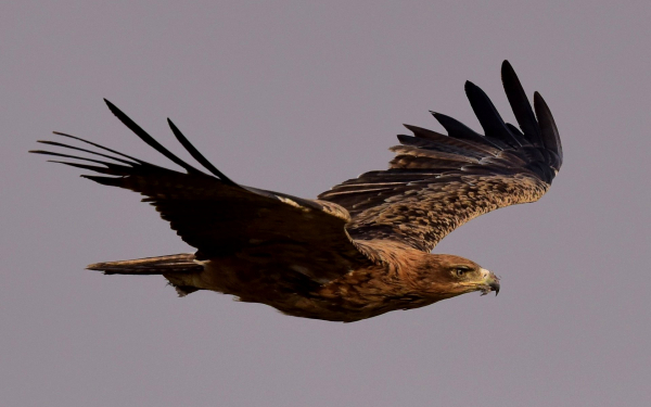 Степной орел в полете