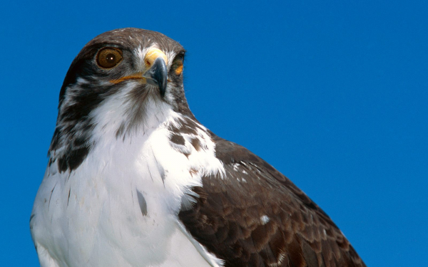 Красивый сокол