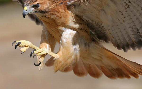 Сокол на охоте