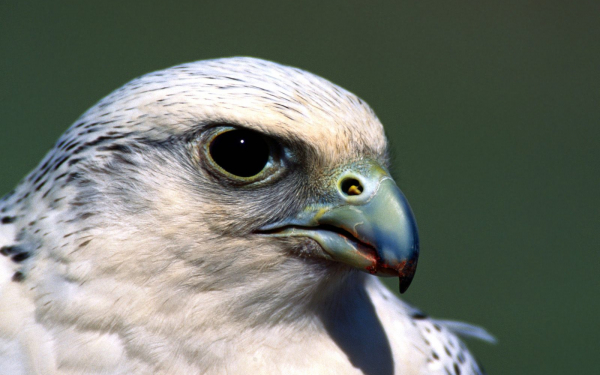 Белый сокол