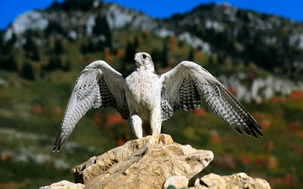 Кречет расправляет крылья