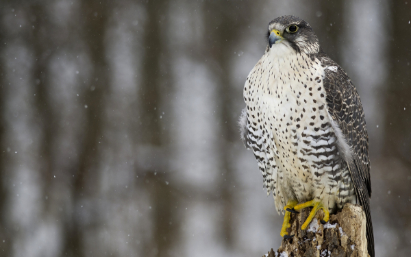 Птица кречет