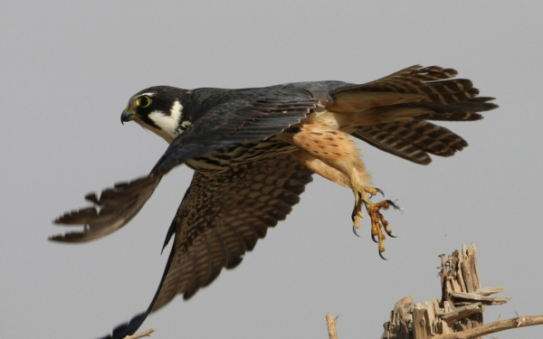 Птица чеглок