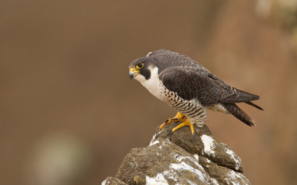 Сапсан - хищная птица