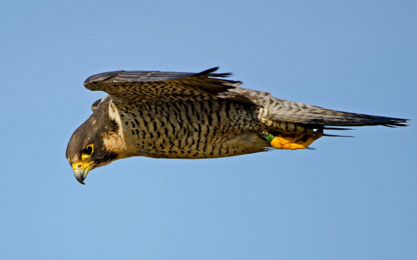 Сапсан в полете