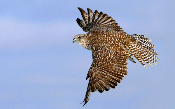 Сокол балобан в полете