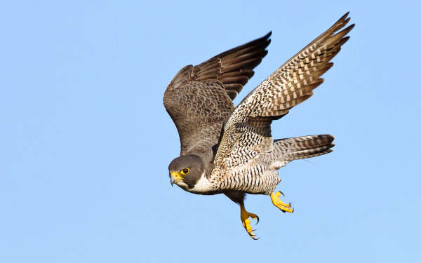 Сокол в в стремительном полете