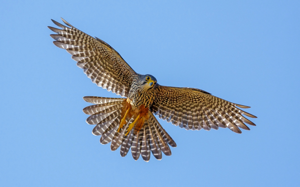 Сокол в небе