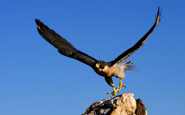 Сокол взлетает со скалы