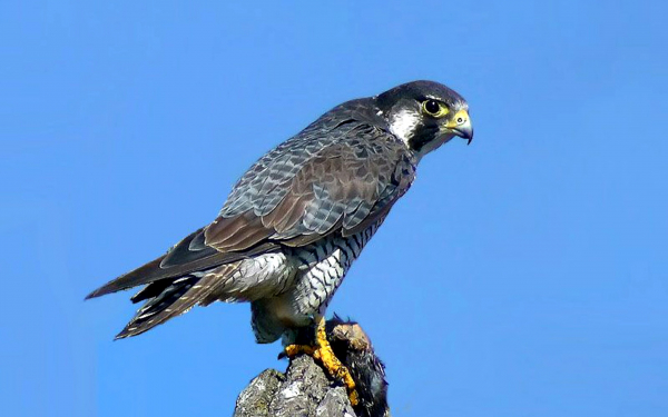 Сокол сапсан высматривает дичь