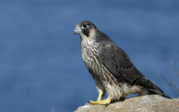 Сокол сапсан