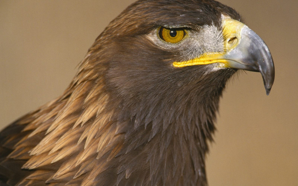 Ночной ястреб