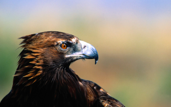 Хищный ястреб