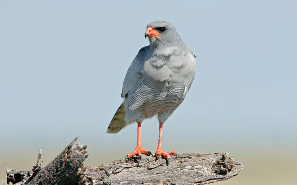 Африканский ястреб