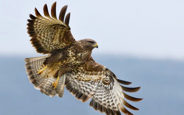 Полет ястреба