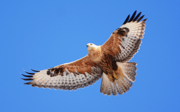 Ястреб канюк