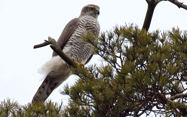 Ястреб перепелятник