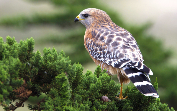 Ястреб сидит на дереве