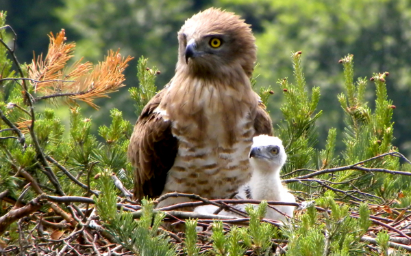 Змееяд с птенцом