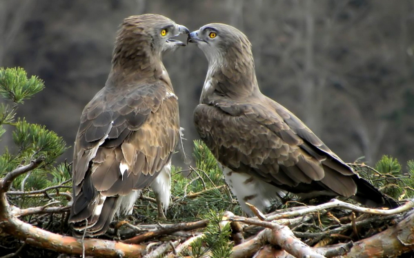 Пара змееядов