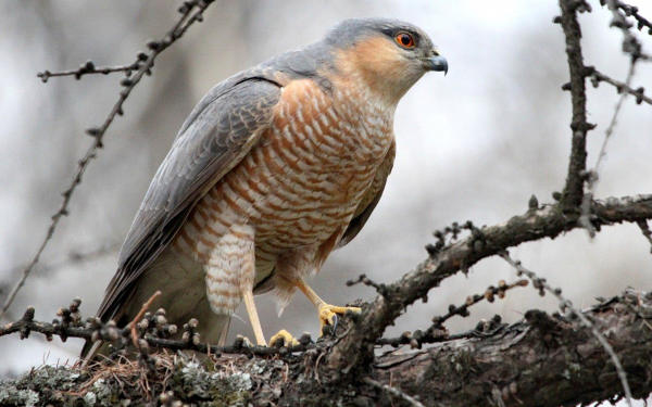 Ястреб-перепелятник