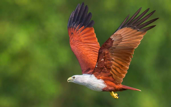 Браминский коршун в полете