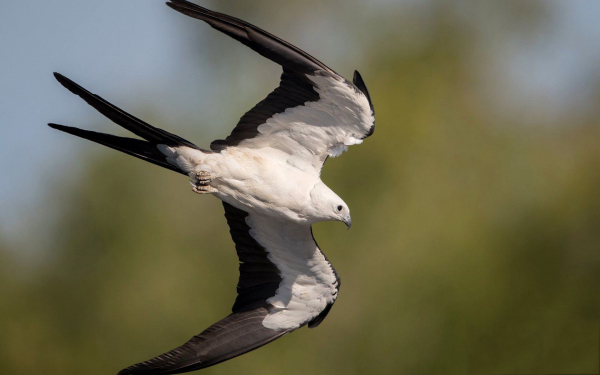Вилохвостый коршун в полете