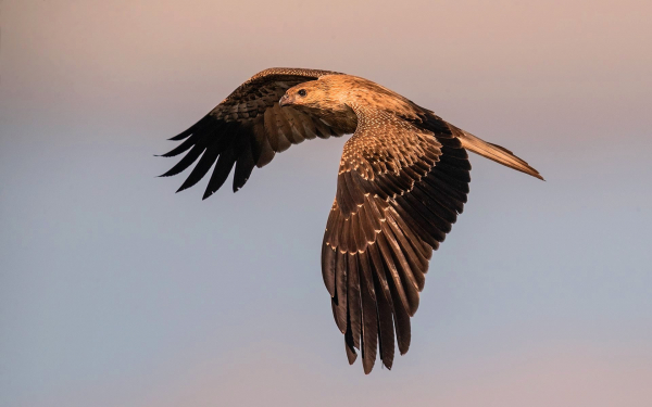 Коршун  свистун в полете