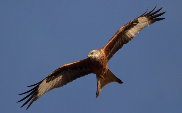 Коршун в полете