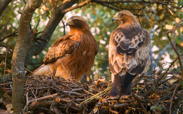 Пара коршунов на гнезде
