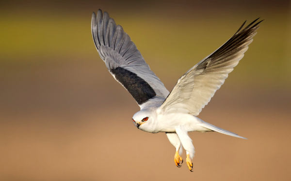 Чернокрылый дымчатый коршун в полете