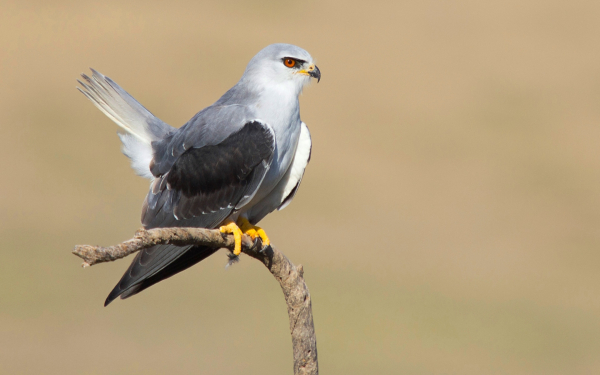 Чернокрылый дымчатый коршун на ветке