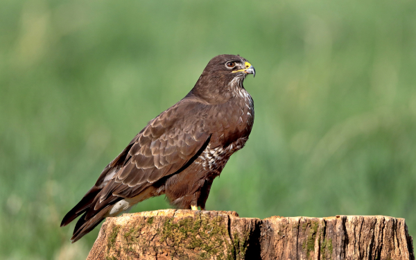 Черный коршун на пенечке