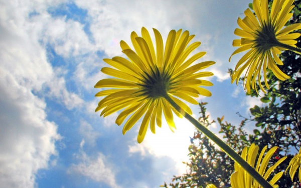 Ромашки  желтые