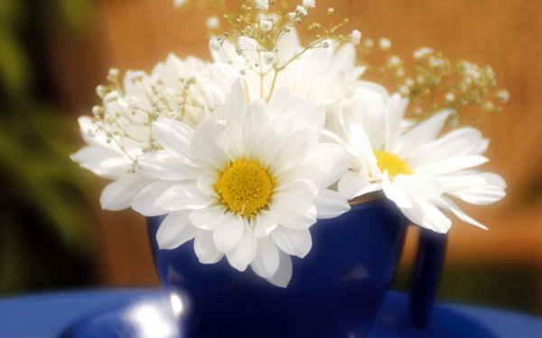 Ромашки в чашке